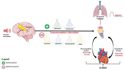 Audiogenic epileptic DBA/2 mice strain as a model of genetic reflex seizures and SUDEP